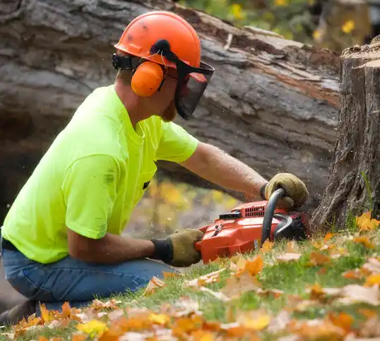 tree services Yarmouth Port